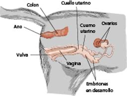 Gónadas y tracto genital de los perros